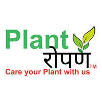 Plant Ropani